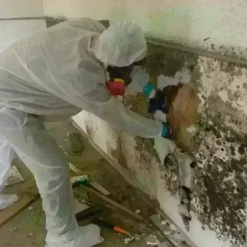 Mold Remediation and Removal in La Union, NM